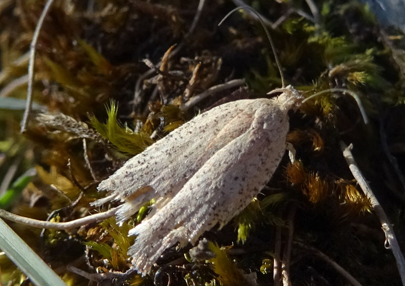 probabile: Agonopterix sp. - Elachistidae